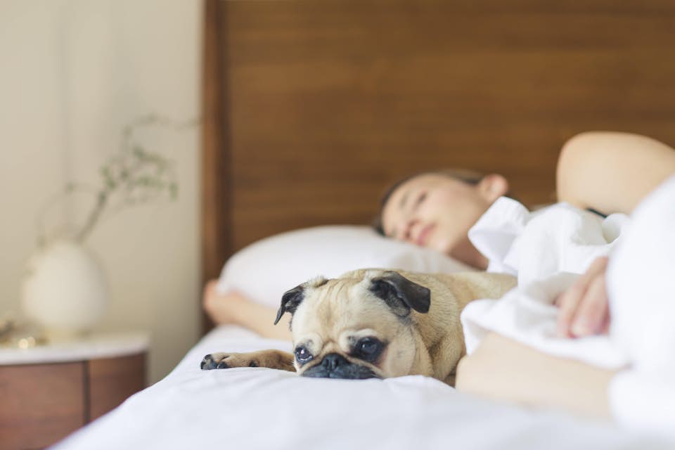 Woman sleeping soundly in bed with her pug as morning light brightens the room.